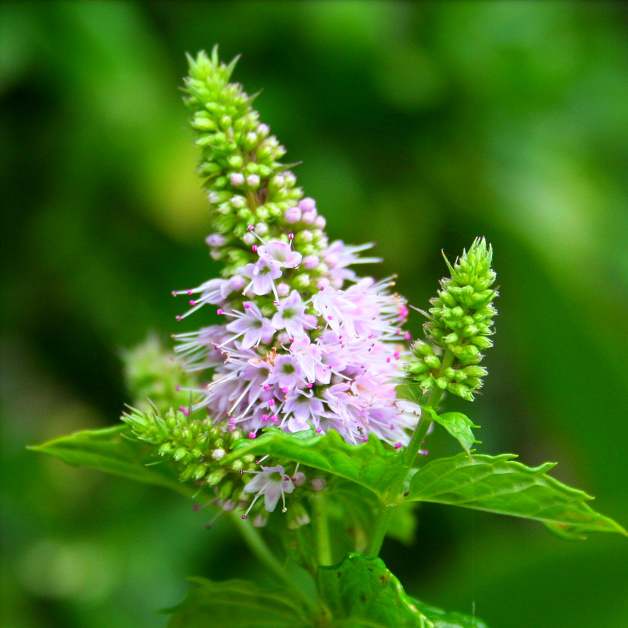 floare de mentă