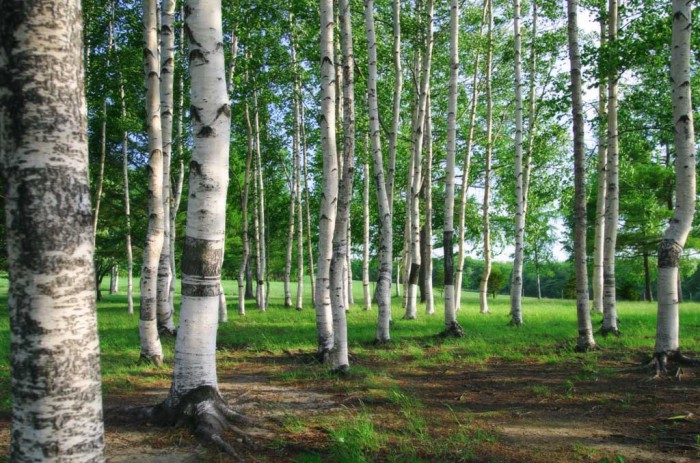 Birch Grove