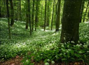 Ceapa ursului usturoiul sălbatic este o plantă sălbatică.