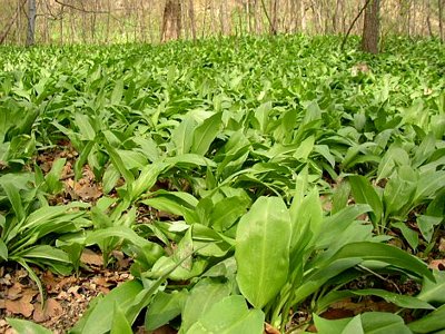 Fotografie. Usturoi sălbatic sălbatic, plantă în natură.