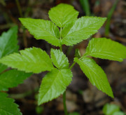 Planta de foraj comun