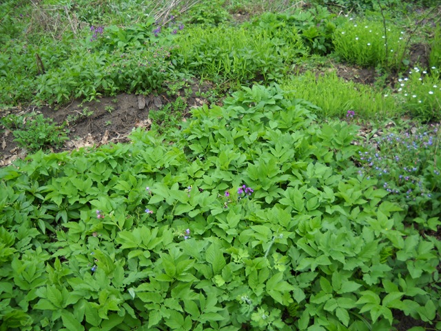 Planta de foraj comun 