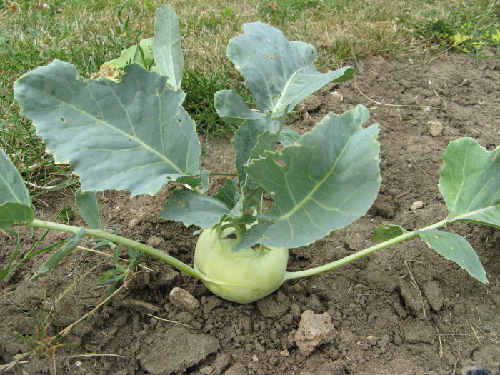 Kohlrabi în grădină