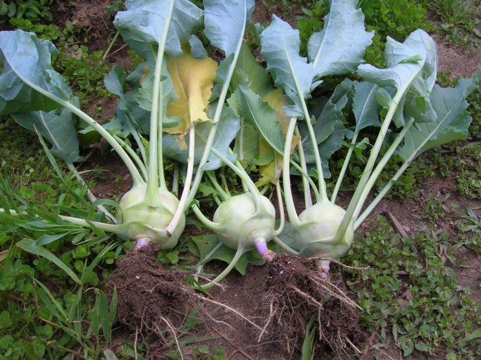 Kohlrabi în grădină