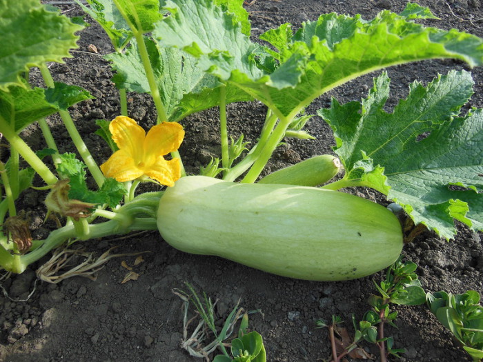 Zucchini