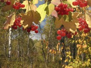 Smochin Viburnum sau marshmallow al bunicii