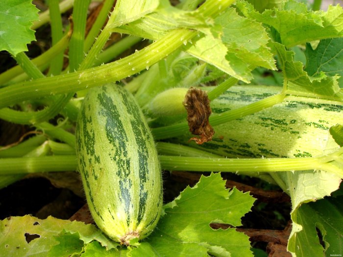 Zucchini