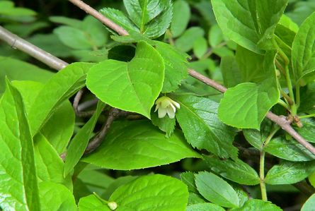 Fotografie. Schisandra pleacă