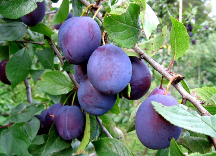 Dulceata de prune fara seminte