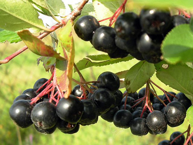 Aronia