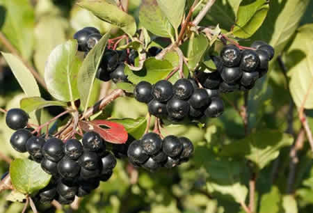 Aronia