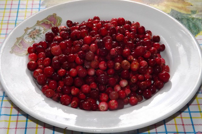 Lingonberry