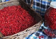 Lingonberries înmuiate pentru iarnă fără gătit - cum să gătești lingonberries înmuiate în borcane