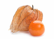 Physalis