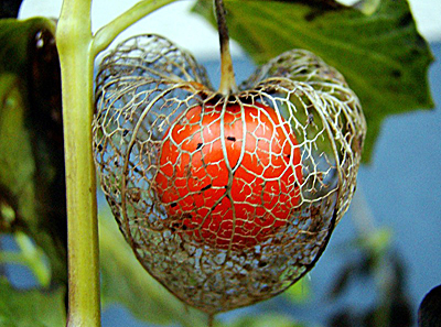 Physalis