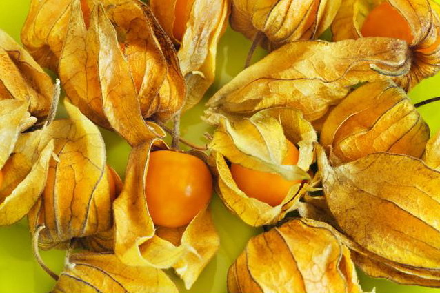 Physalis