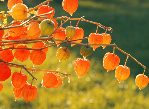 Physalis