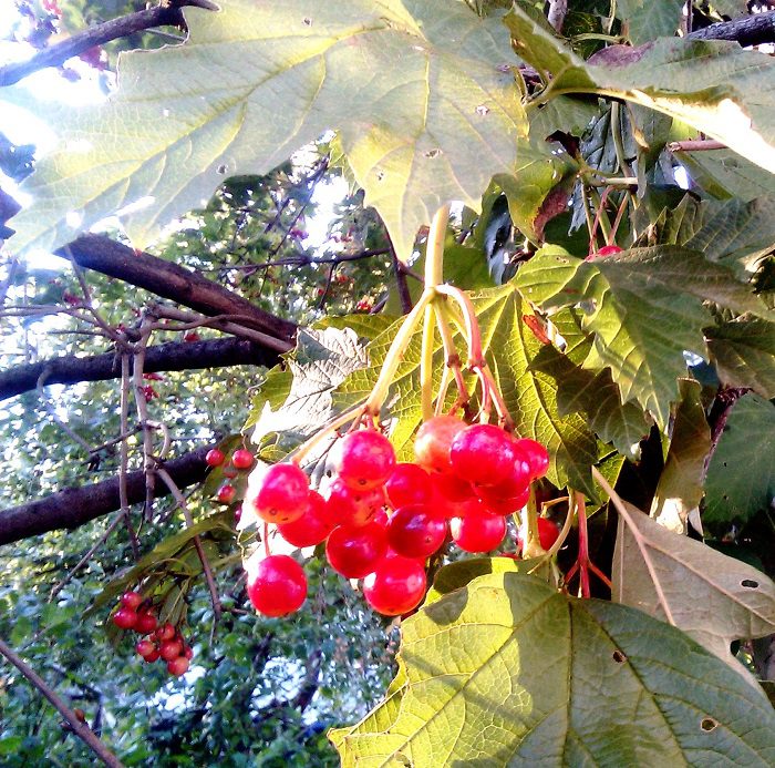 Viburnum congelat