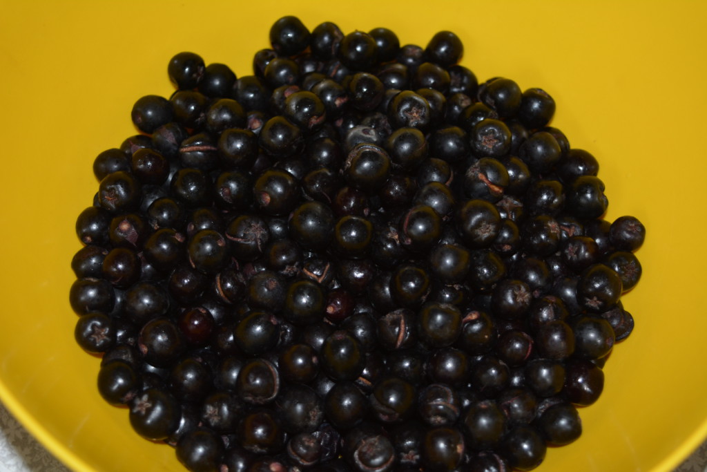 Aronia