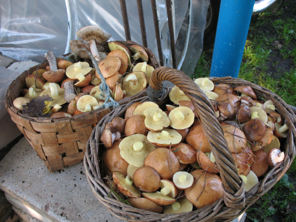 Cum se usucă boletus