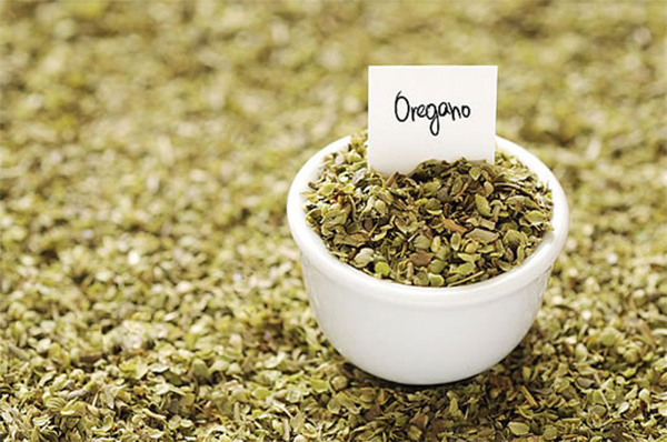 oregano-oregano