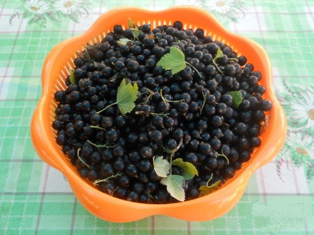 piure de coacaze negre