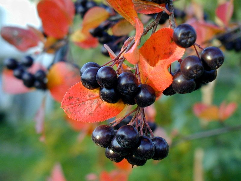 Sirop de aronia