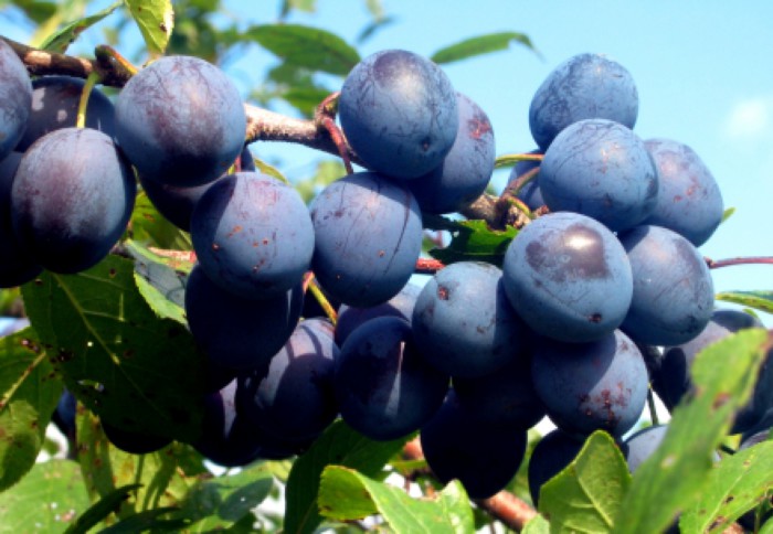 Dulceata de sloe