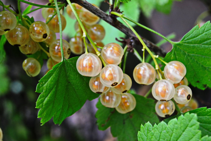 dulceata de coacaze albe