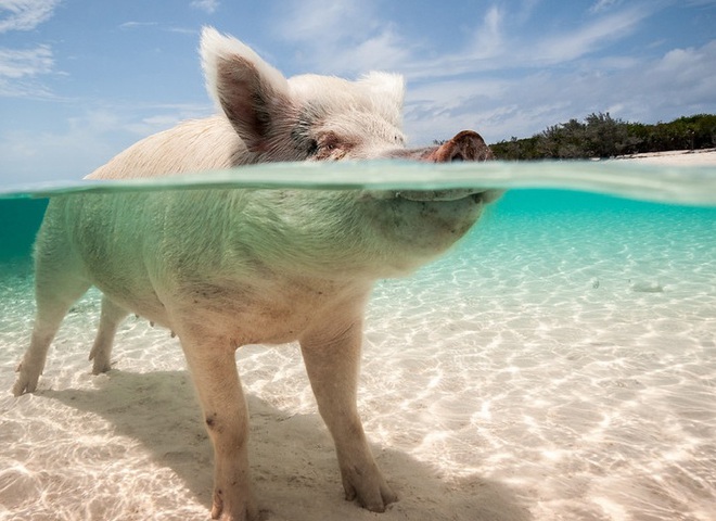 Imagini frumoase și amuzante cu porci pentru Anul Nou 2019