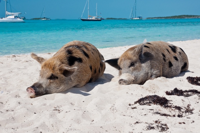 Imagini frumoase și amuzante cu porci pentru Anul Nou 2019