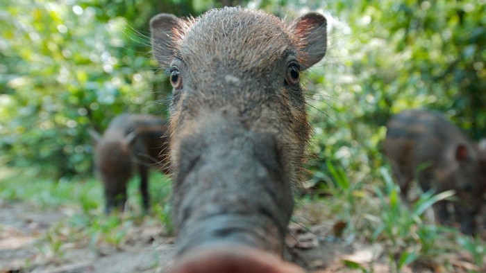 Imagini frumoase și amuzante cu porci pentru Anul Nou 2019