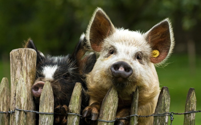 Imagini frumoase și amuzante cu porci pentru Anul Nou 2019