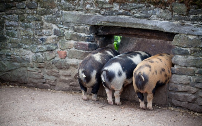 Imagini frumoase și amuzante cu porci pentru Anul Nou 2019